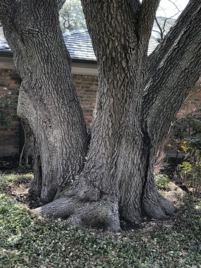 Mature heritage tree close to a Chenango Forks property cared for by certified arborists